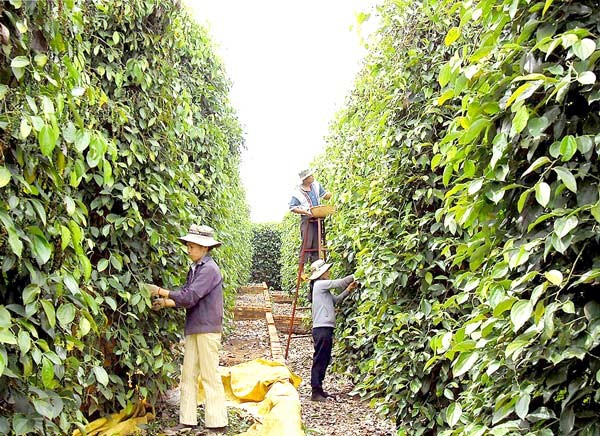 Farmeres harvest pepper in Bu Gia Map district, Binh Phuoc province (Photo: SGGP) Farmeres harvest pepper in Bu Gia Map district, Binh Phuoc province (Photo: SGGP)